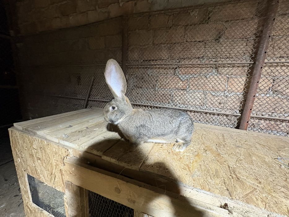 De vanzare urias german negru gri grifier galben chincila  pui si matu