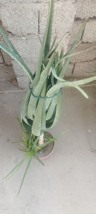 Ofis va uy uchun gullar