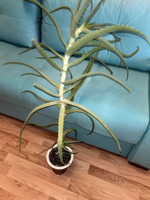 Продам 6-летний алое,по договоренности
