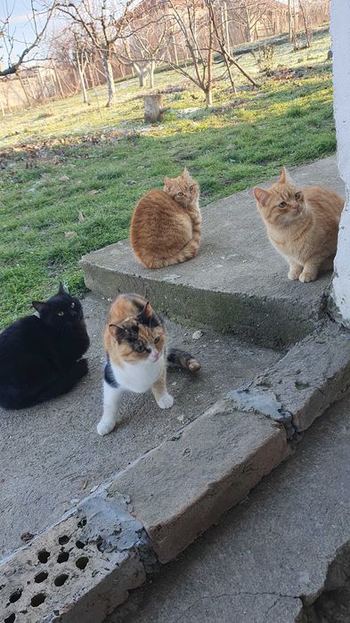 Черна котка на 6 мес. търси дом