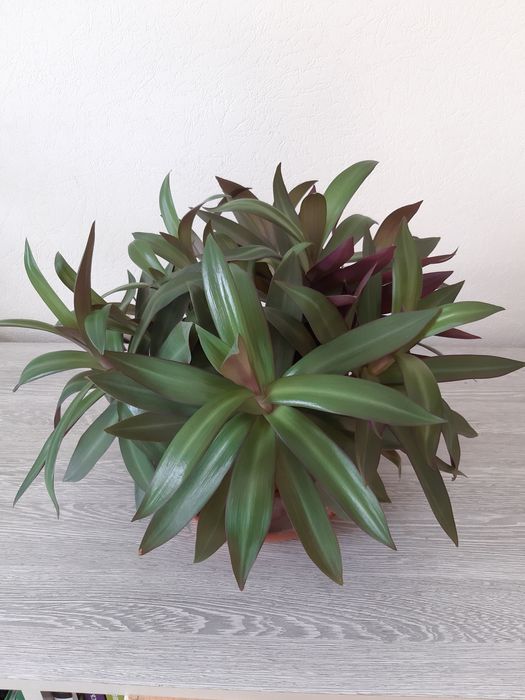 Комнатные цветы. Традесканция