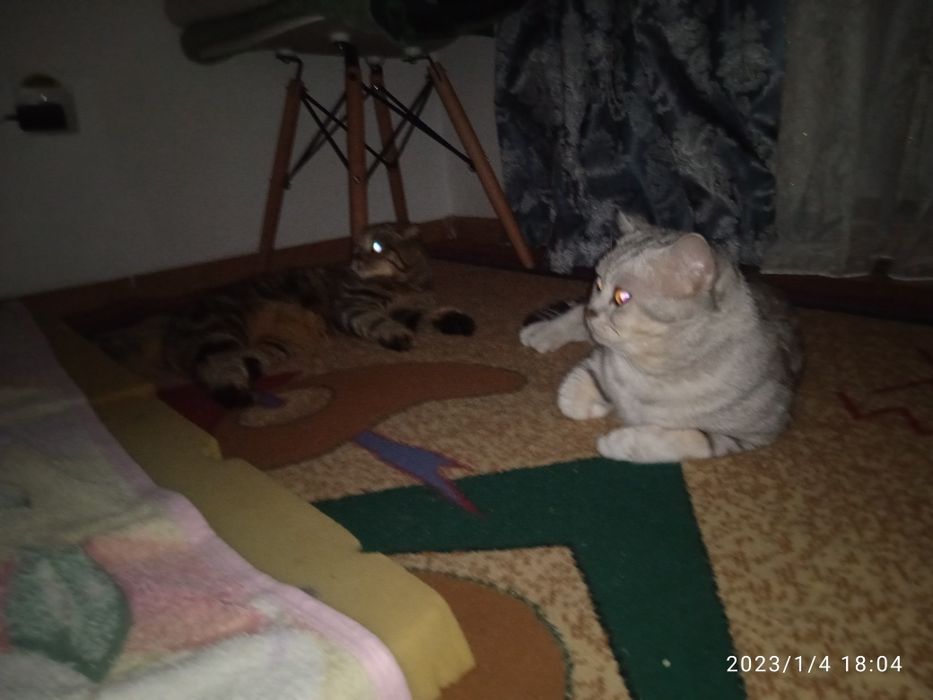 Вязка приглашаем невесту