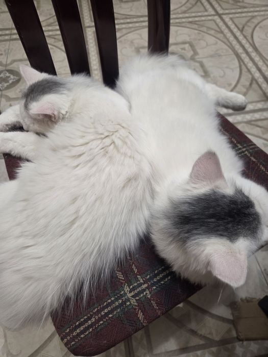 Котята в добрые руки
Красивые,