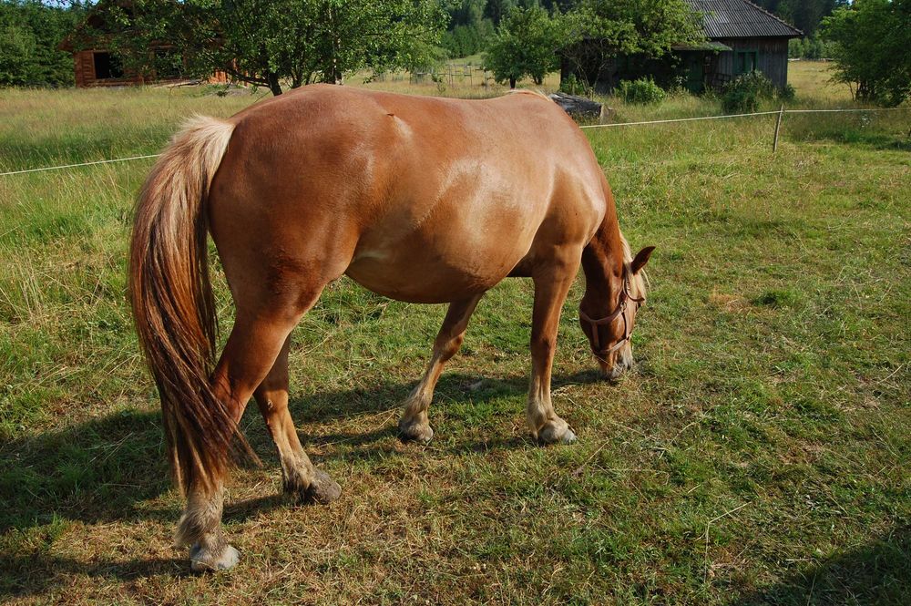 Mânz tânăr și energic