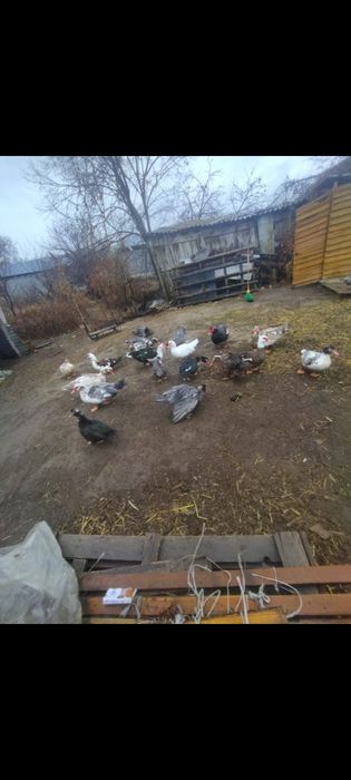 Продам  жирных уток