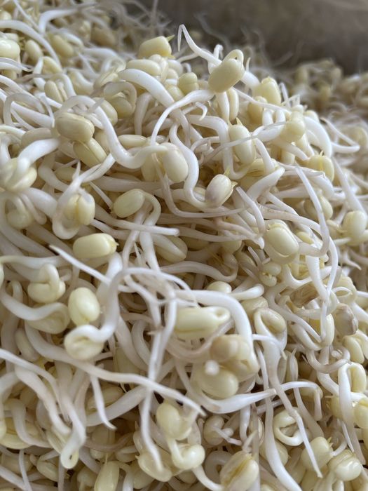 Маш пророщенный