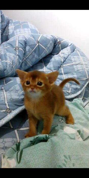Продается котёнок