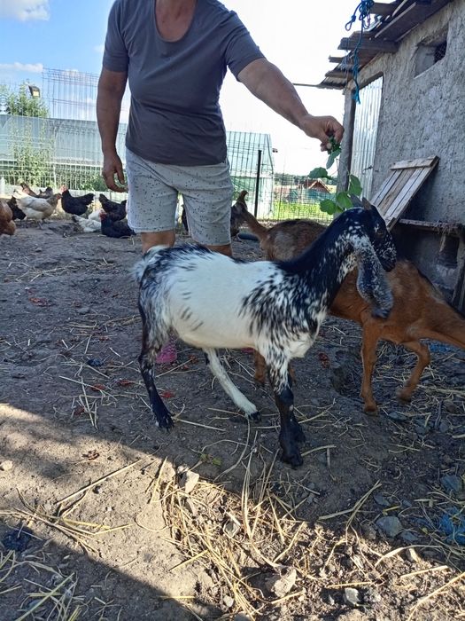 De vânzare nu sânt frații se vinde anpreuna., fata și băiat.