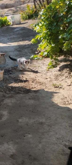 Котенок бесплатно!