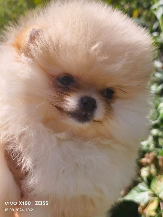 Померанский шпиц