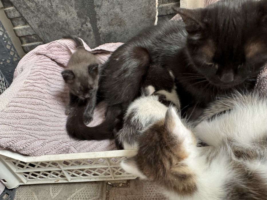 Отдам котят в добрые руки