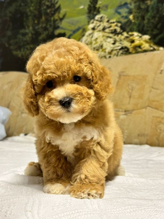 Maltipoo fetita mini toy