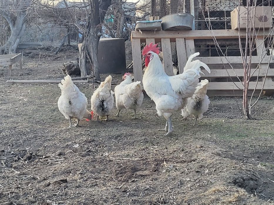Бресс гальские цыплята продаются.