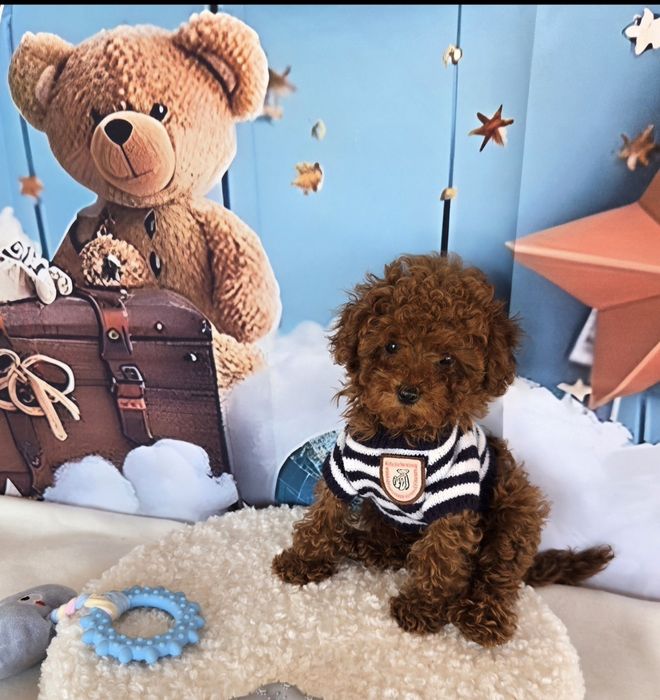 Пудел той/ пудел тийкъп с розословие