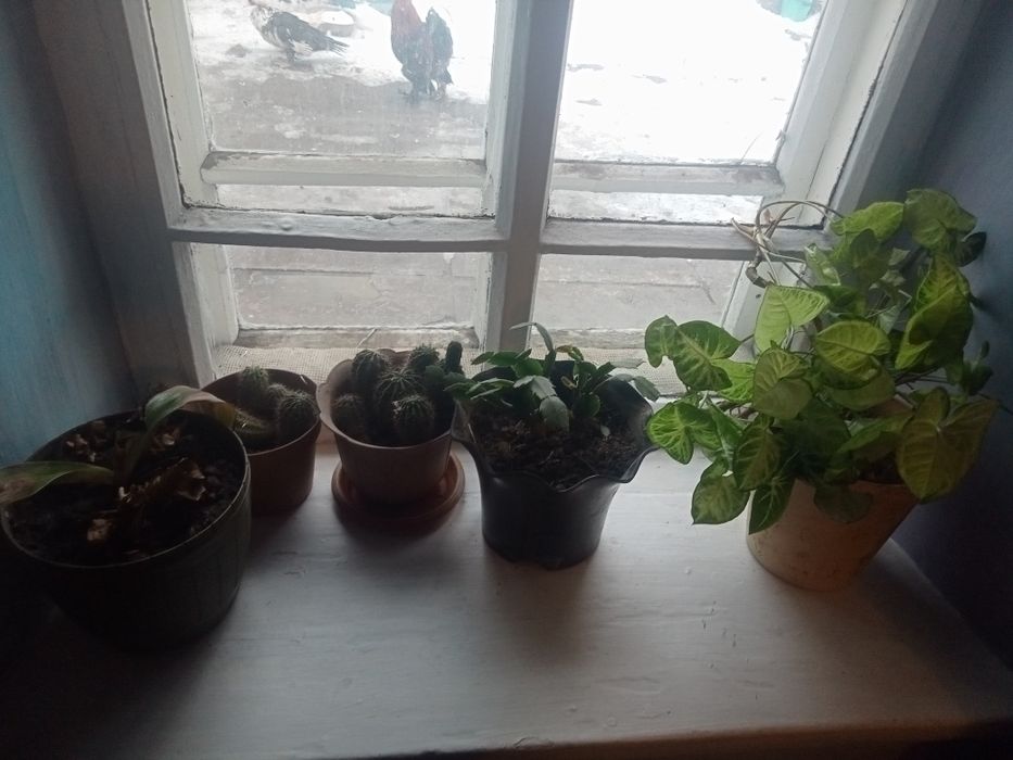 Домашние цветы  от 1000 до 15000