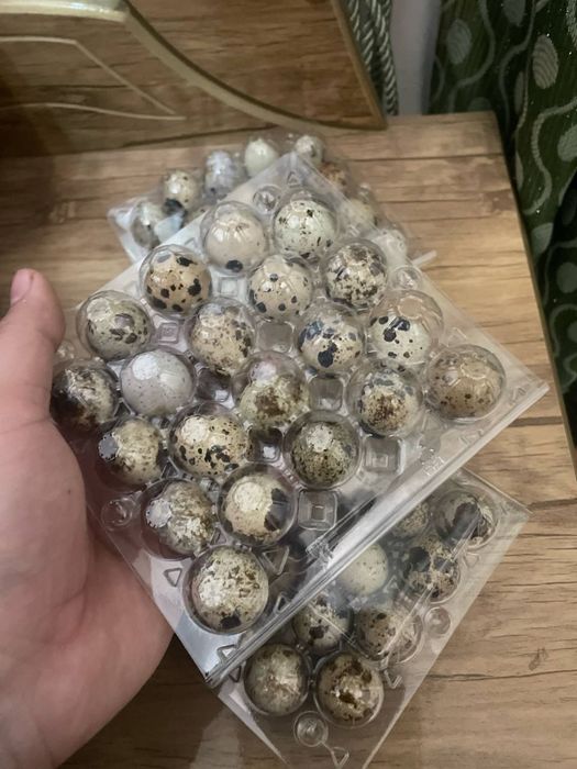 Бедана тухум оптом 2000дан ошса 400 сумдан