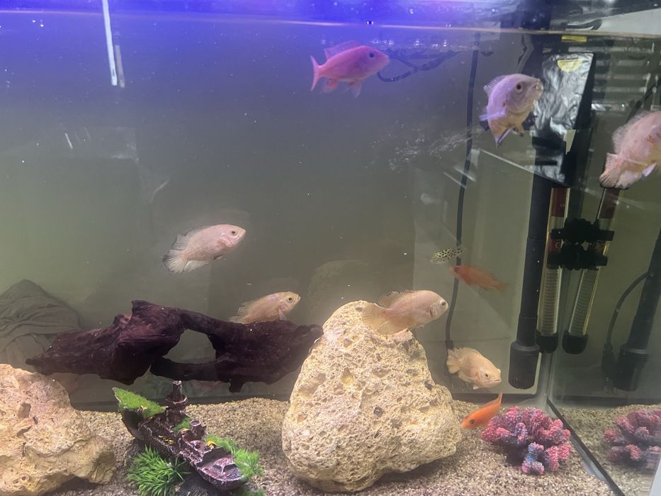 Oscar akvaroum balig’i