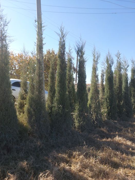 Сосна киримская сирен туя книжная элдар сасна оптом цена