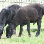 Кой, токты, Ешки