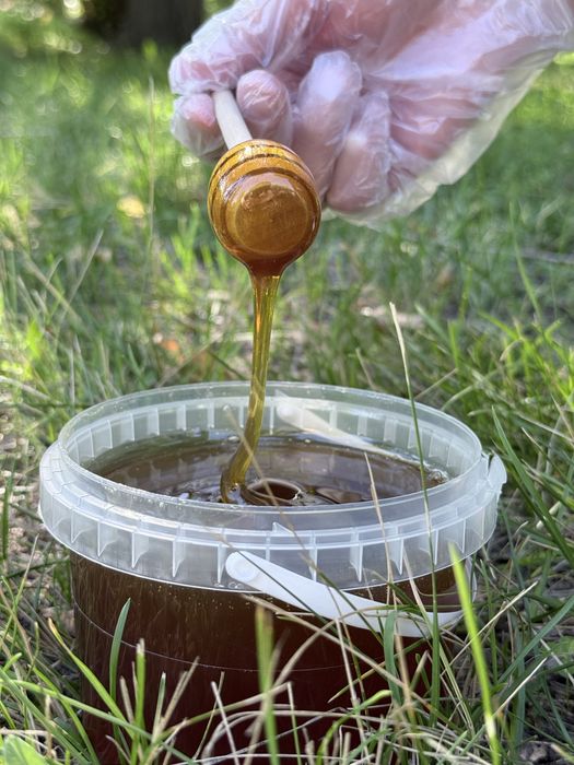 Натуральный алтайский гречишный мёд