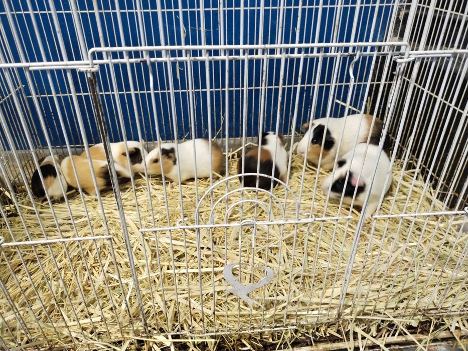 Морской свинкалар Соглом парвариш килинглар