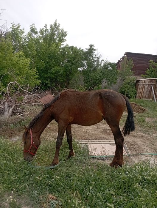 Жылкы тай сатылады