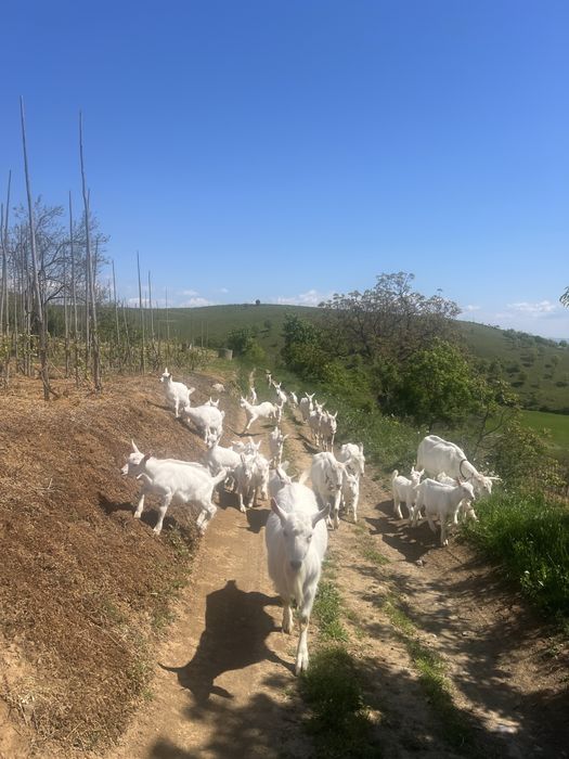 Capre sannen de vanzare