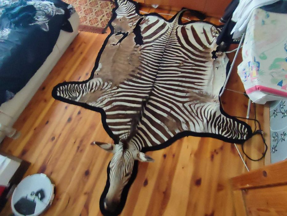 Ловен трофей зебра с глава