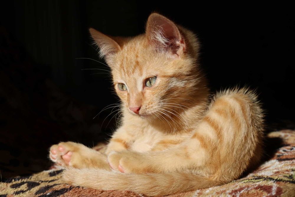 Котенок (мальчик) бесплатно