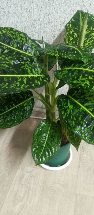 Продам дифенбахия рефлектор