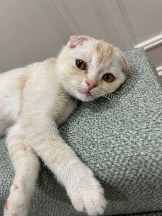 Продам котёнка в добрые руки