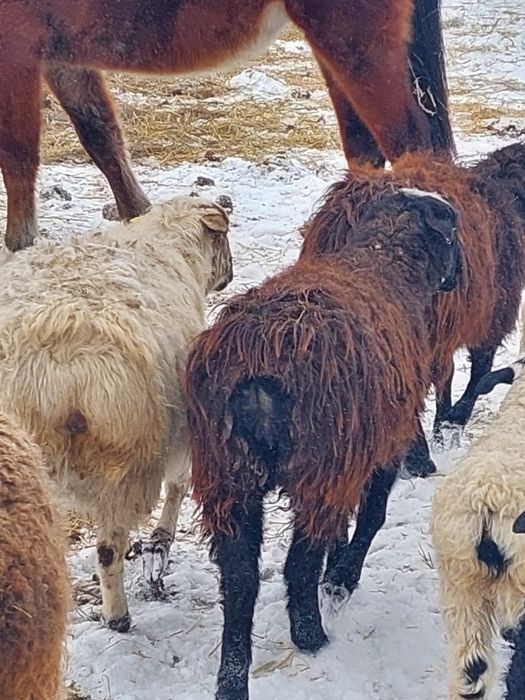 Продам баранов (овцематки)