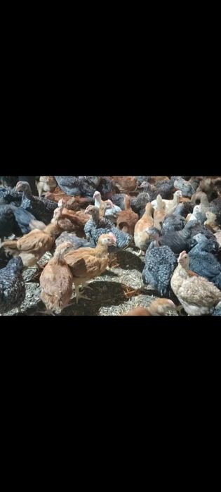 Pui alb de carne si pui rasa mixta