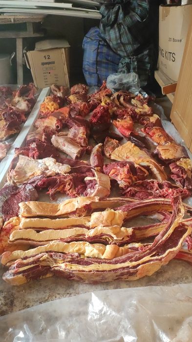 Продам согым бие