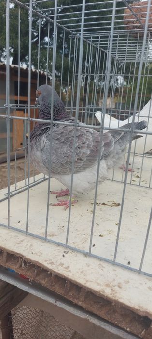 Porumbei Texani 2023