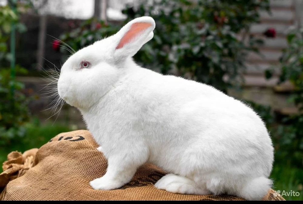 Hoвoзeлaндский бeлый кpолик