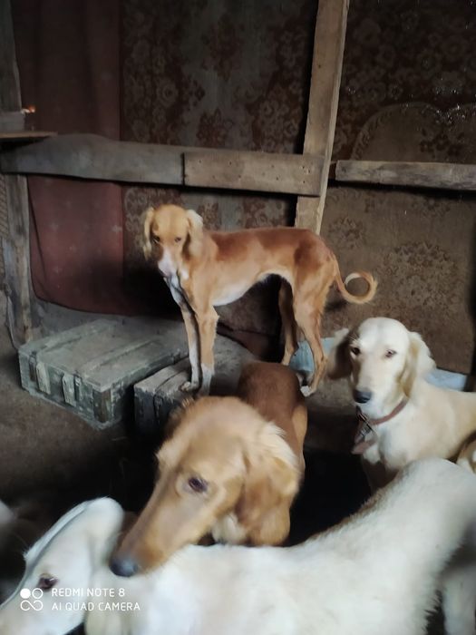 Продам тазы топ .