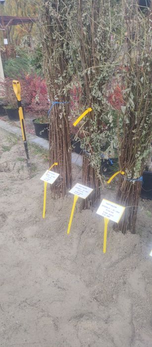 Puieți salcâm frasin mesteacăn fag carpen tei