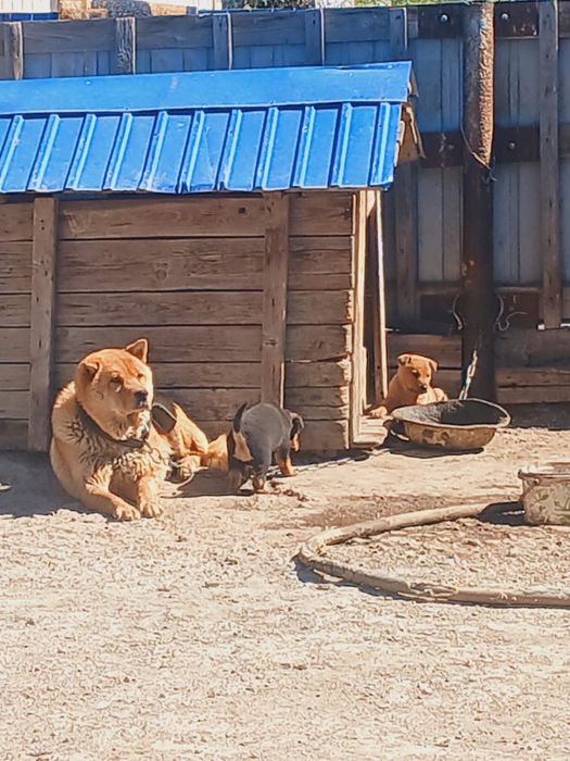 Отдам щенков в хорошие руки