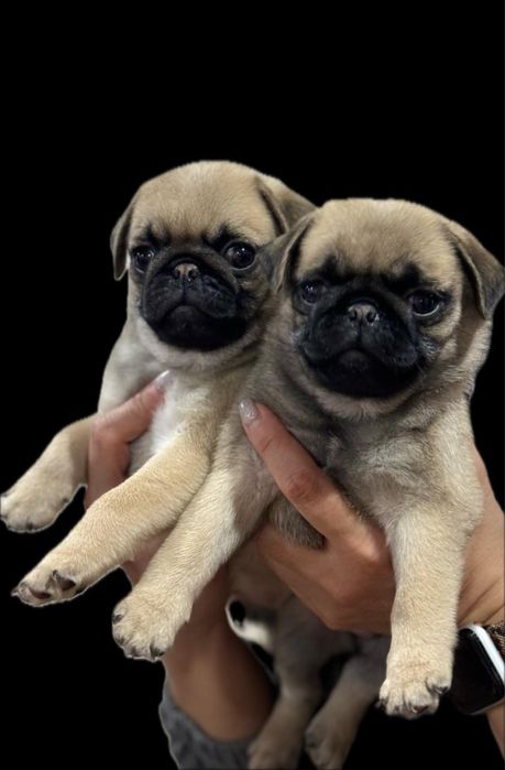 Продаю щенка мопса