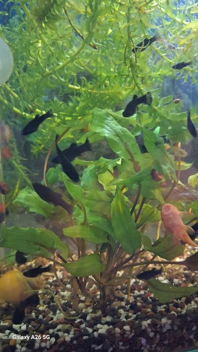 Моллинезия черная