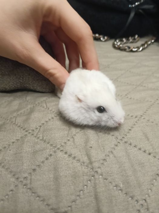 Hamster de dat in adopție
