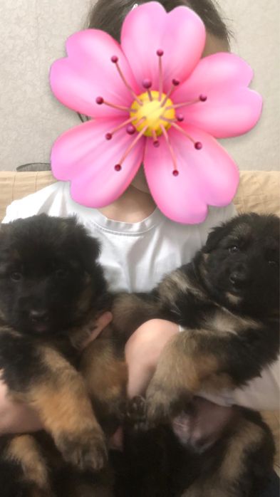 щенки немецкая овчарка