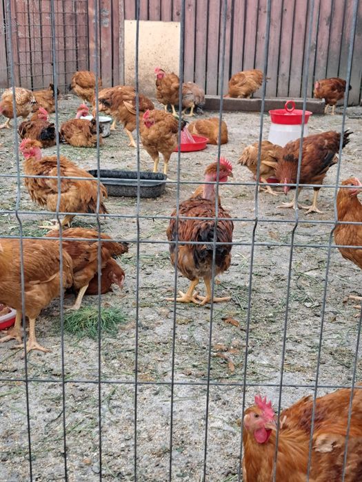 Cocoși și gaini de tara