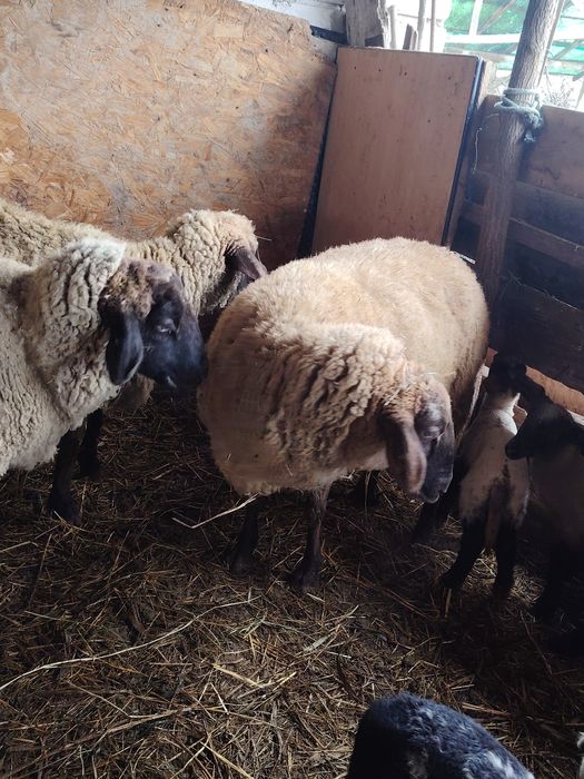 vând 4 oi cu 6 miei metiș-suffolk