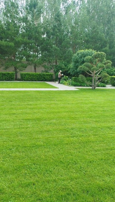 Посадка газона , газон , клевер посадка