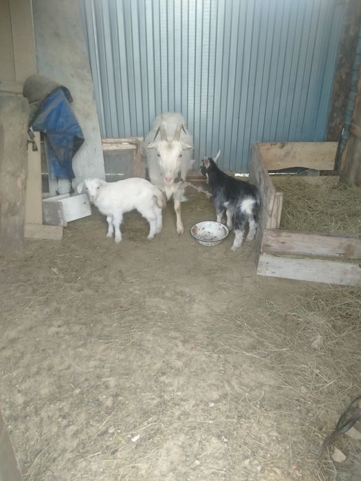 Ешки 2 лагымен занен