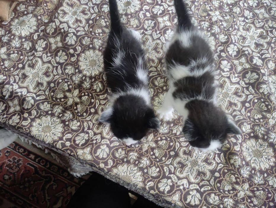 Отдам котят в хорошие руки
