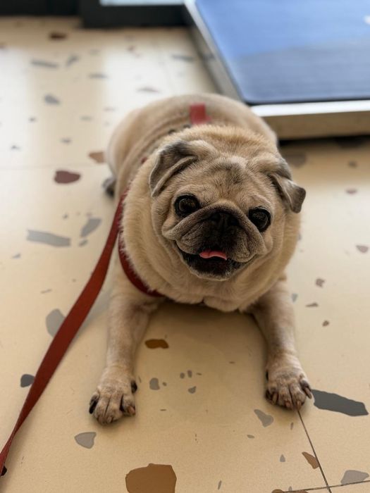 Pet sitter caini rasa mica