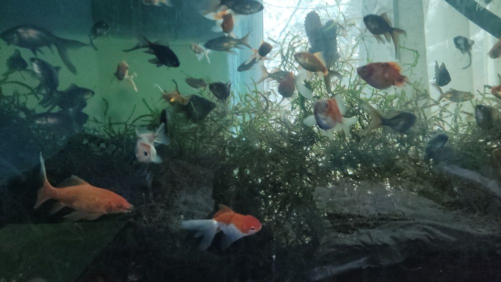 Рыбки в пруд и аквариум